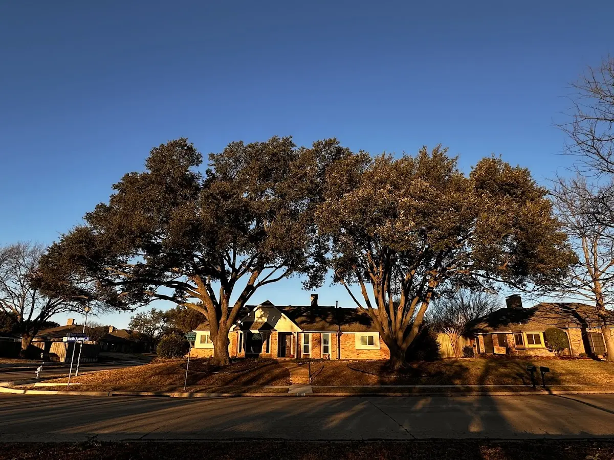 Established residential canopy tree shading a home in Pleasant Hill